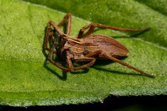 Listspinne (pisaura mirabilis)