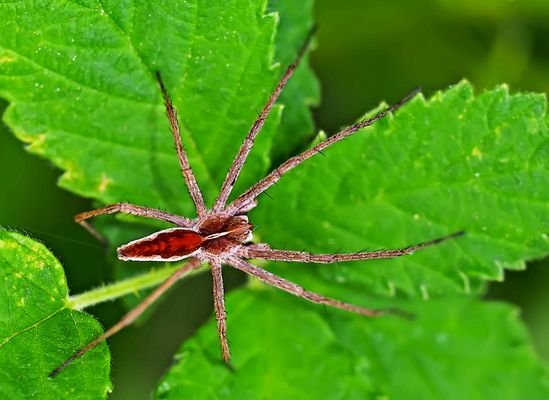 Listspinne (Pisaura mirabilis), eine Raubspinne! * - La Pisaure admirable...