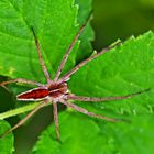 Listspinne (Pisaura mirabilis), eine Raubspinne! * - La Pisaure admirable...