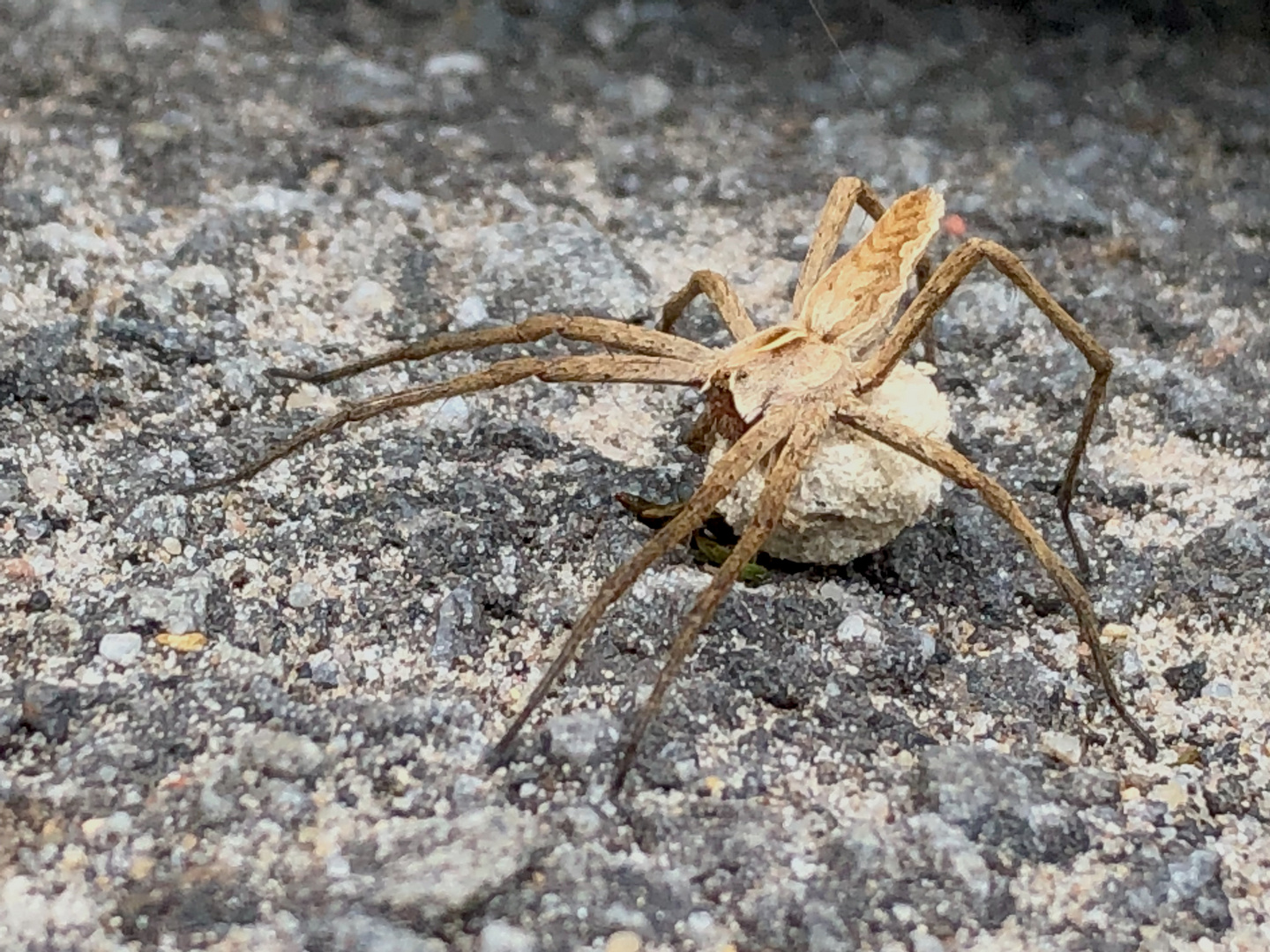 Listspinne Pisaura mirabilis mit Eierkokon. The cunning spider Pisaura mirabilis with egg cocoon!