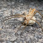 Listspinne Pisaura mirabilis mit Eierkokon. The cunning spider Pisaura mirabilis with egg cocoon!