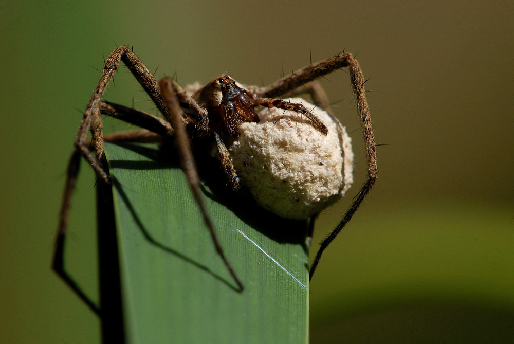 Listspinne (Pisaura mirabilis) Mit Eikokon