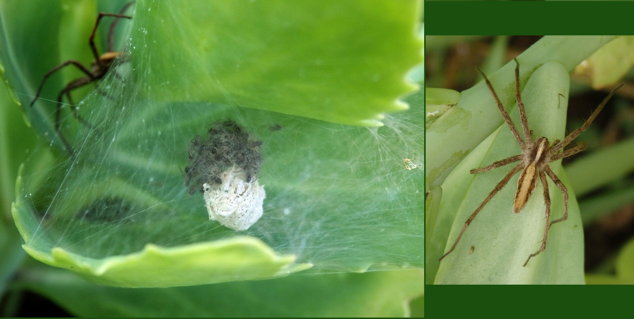 Listspinne (Pisaura mirabilis) mit ihrer Kinderstube