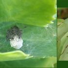 Listspinne (Pisaura mirabilis) mit ihrer Kinderstube