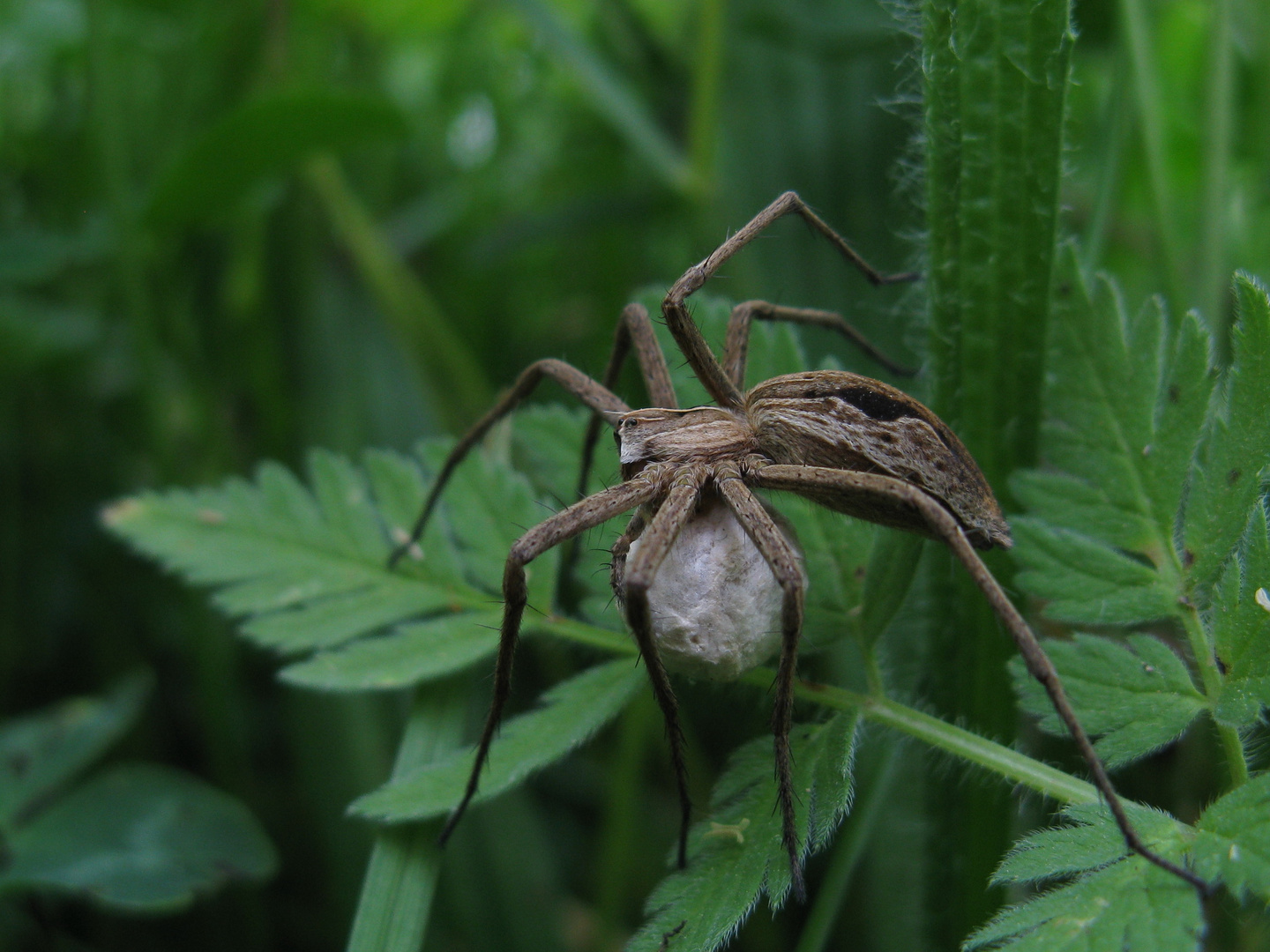 Listspinne (Pisaura mirabilis) mit Kokon