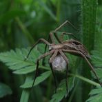 Listspinne (Pisaura mirabilis) mit Kokon