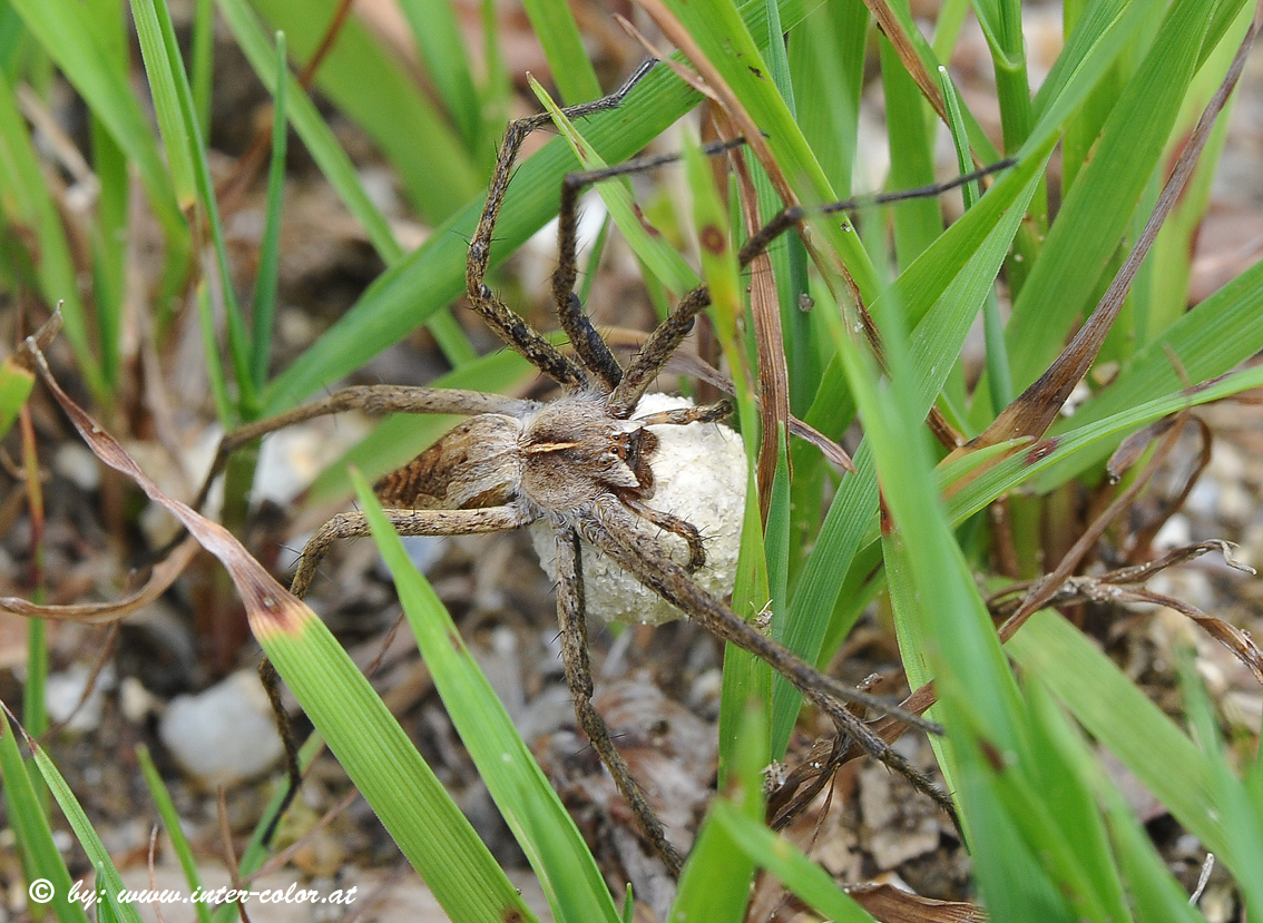 Listspinne, Pisaura mirabilis mit Kokon