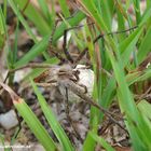 Listspinne, Pisaura mirabilis mit Kokon