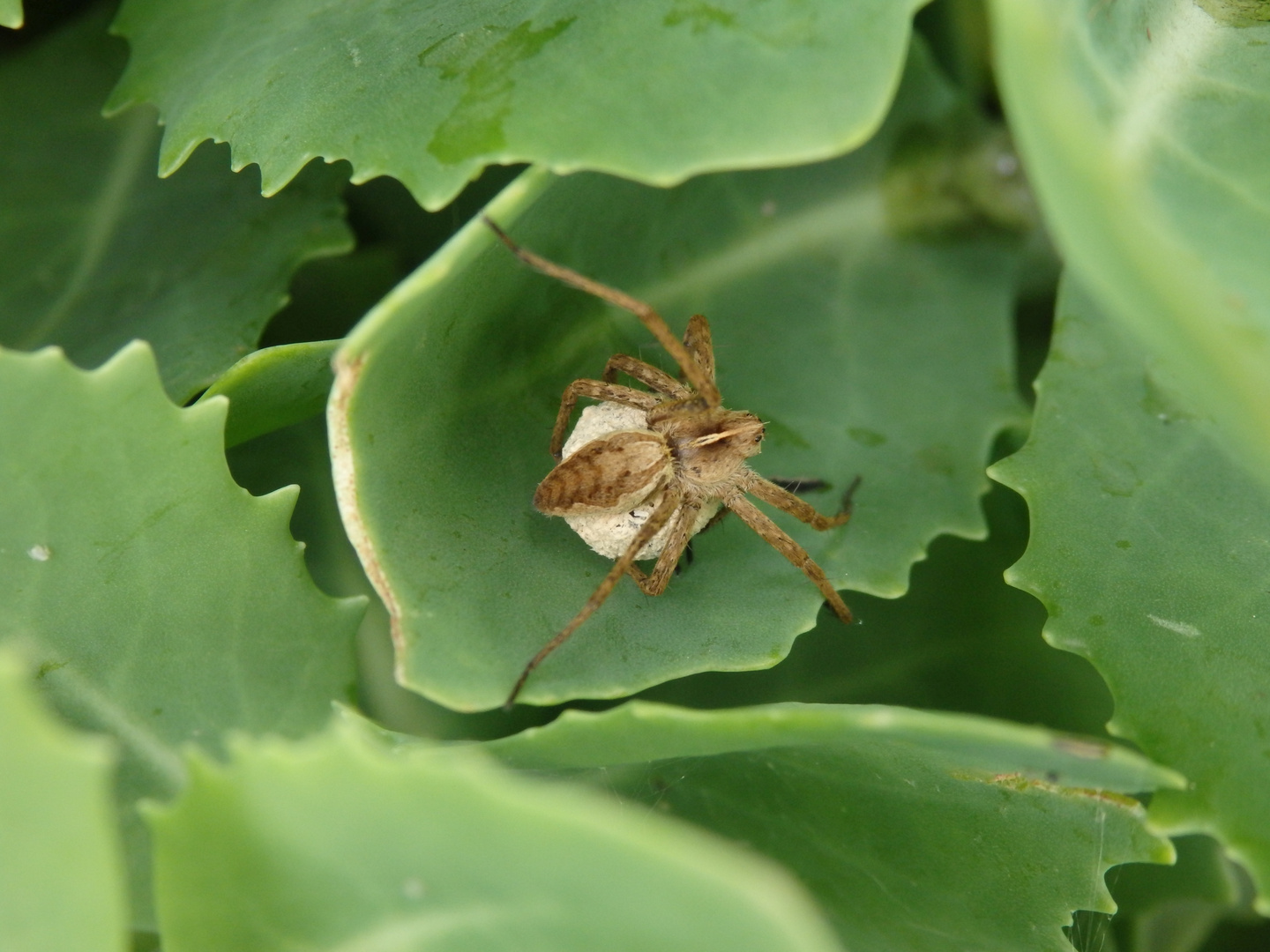 Listspinne (Pisaura mirabilis) mit Kokon