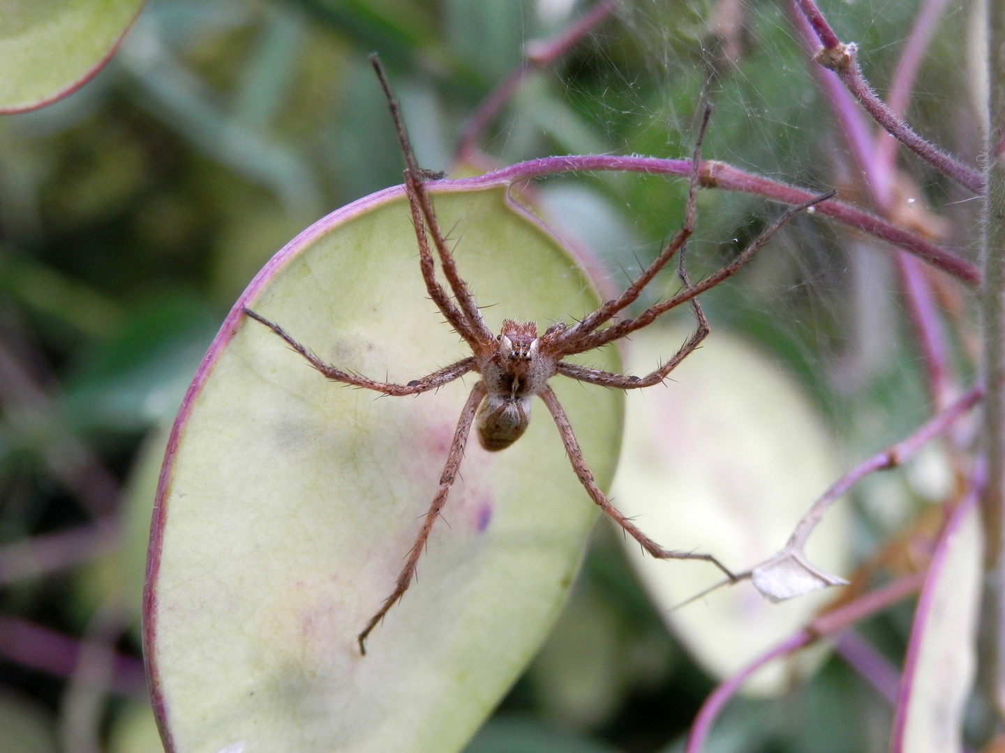 Listspinne (Pisaura mirabilis) - Weibchen