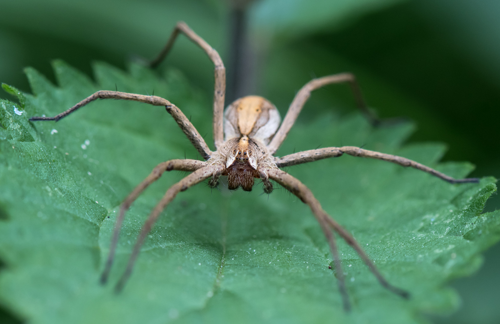 Listspinne (Pisaura mirabillis)