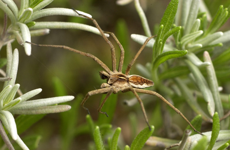 Listspinne (Weibchen)