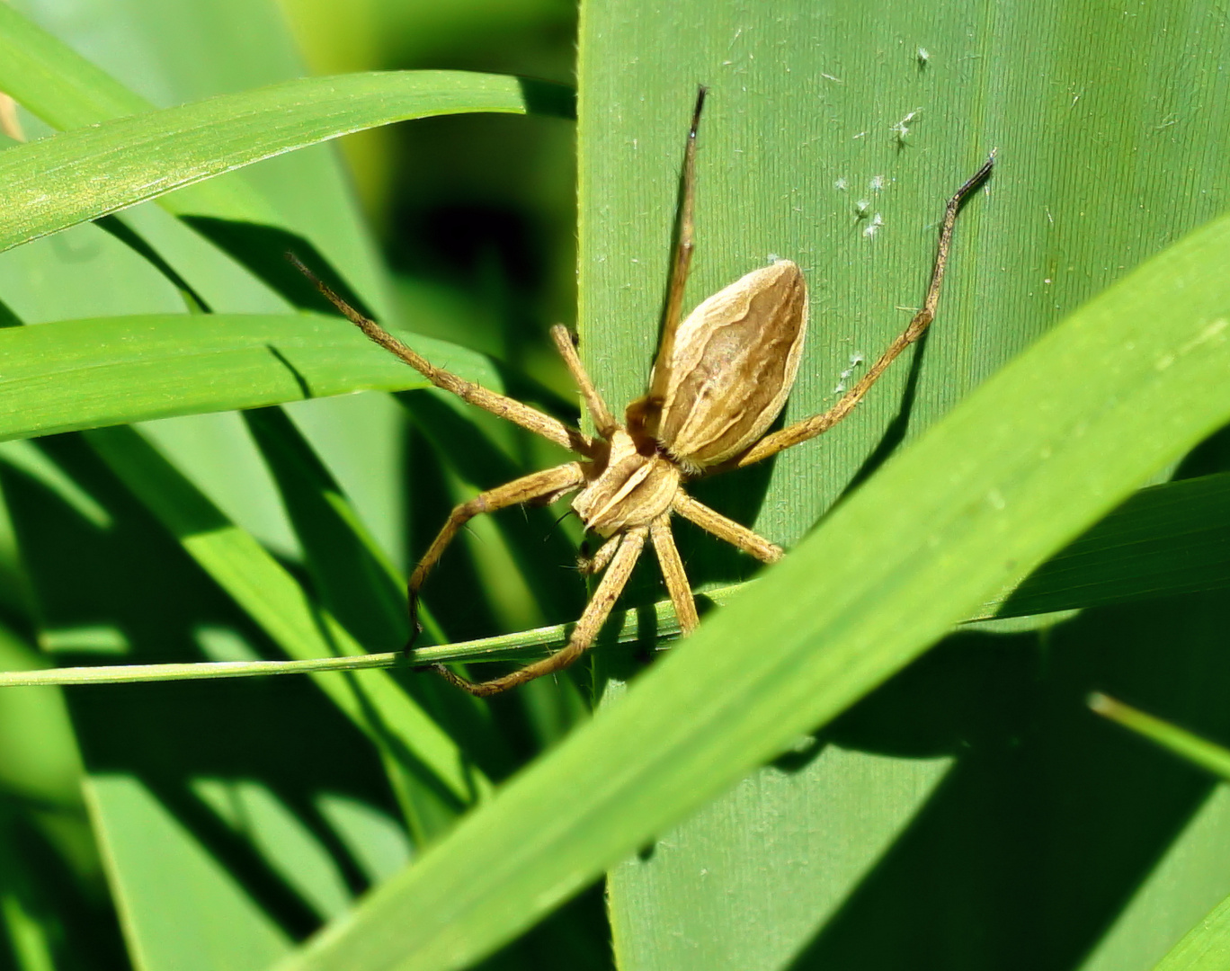 Listspinne2 (Pisaura mirabilis)