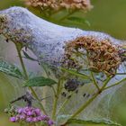 Listspinnen-Nest