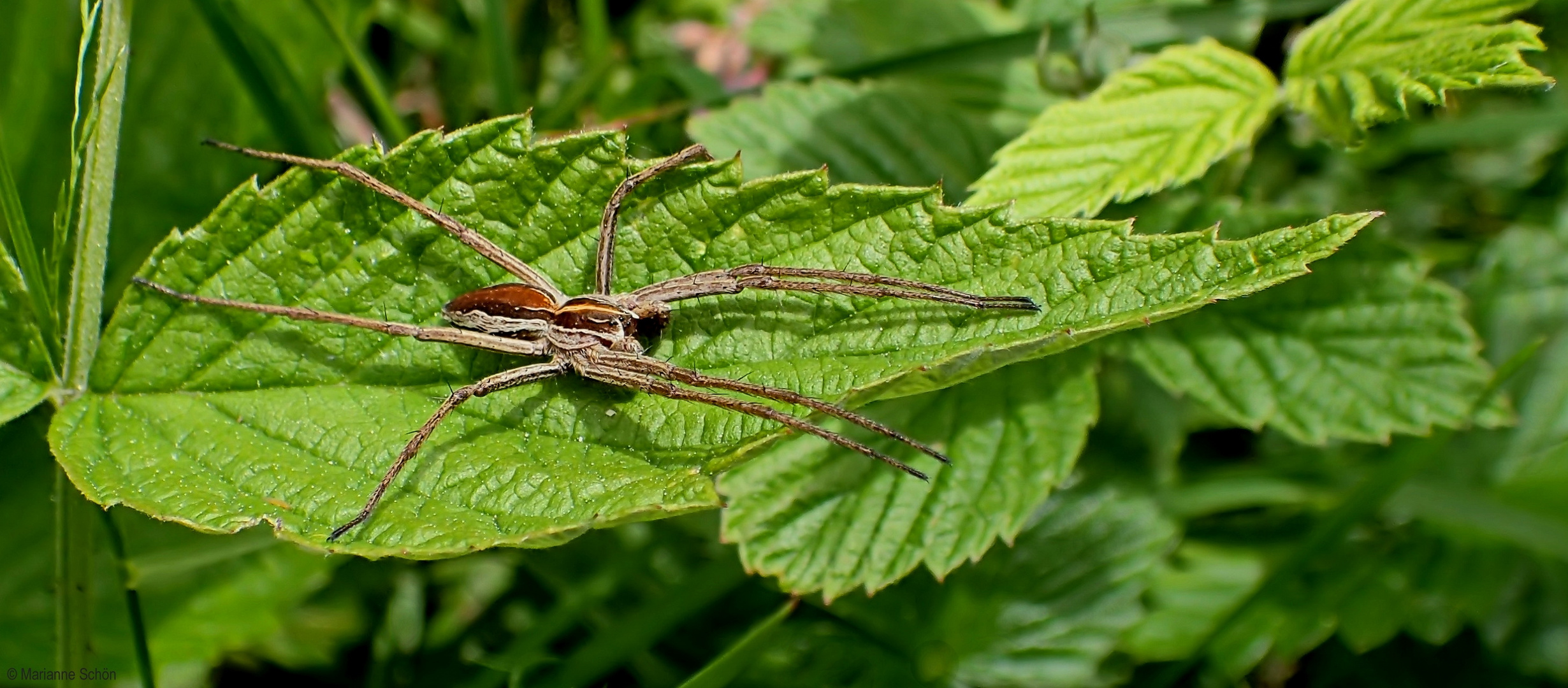  ...Listspinne...Pisaura mirabilis...