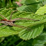  ...Listspinne...Pisaura mirabilis...