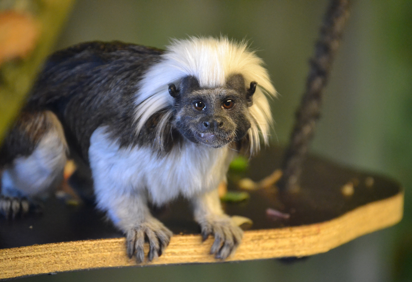 Lisztäffchen im Zoo in der Wingst