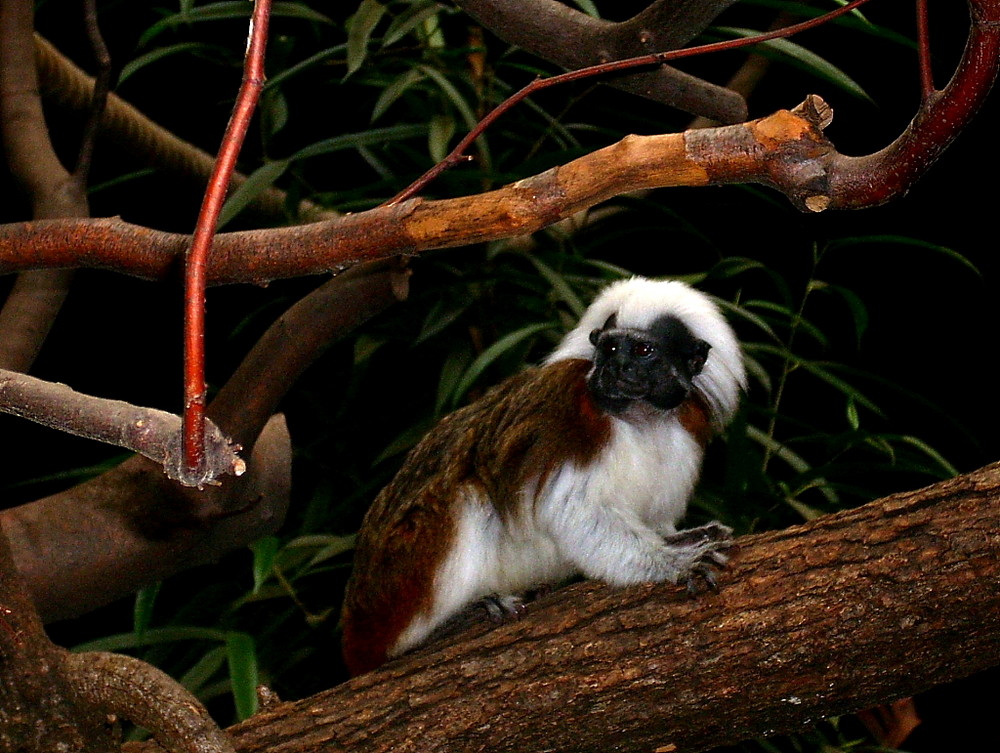 Lisztaffe im Affenhaus des Duisburger Zoos