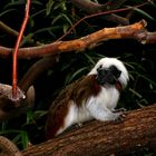 Lisztaffe im Affenhaus des Duisburger Zoos