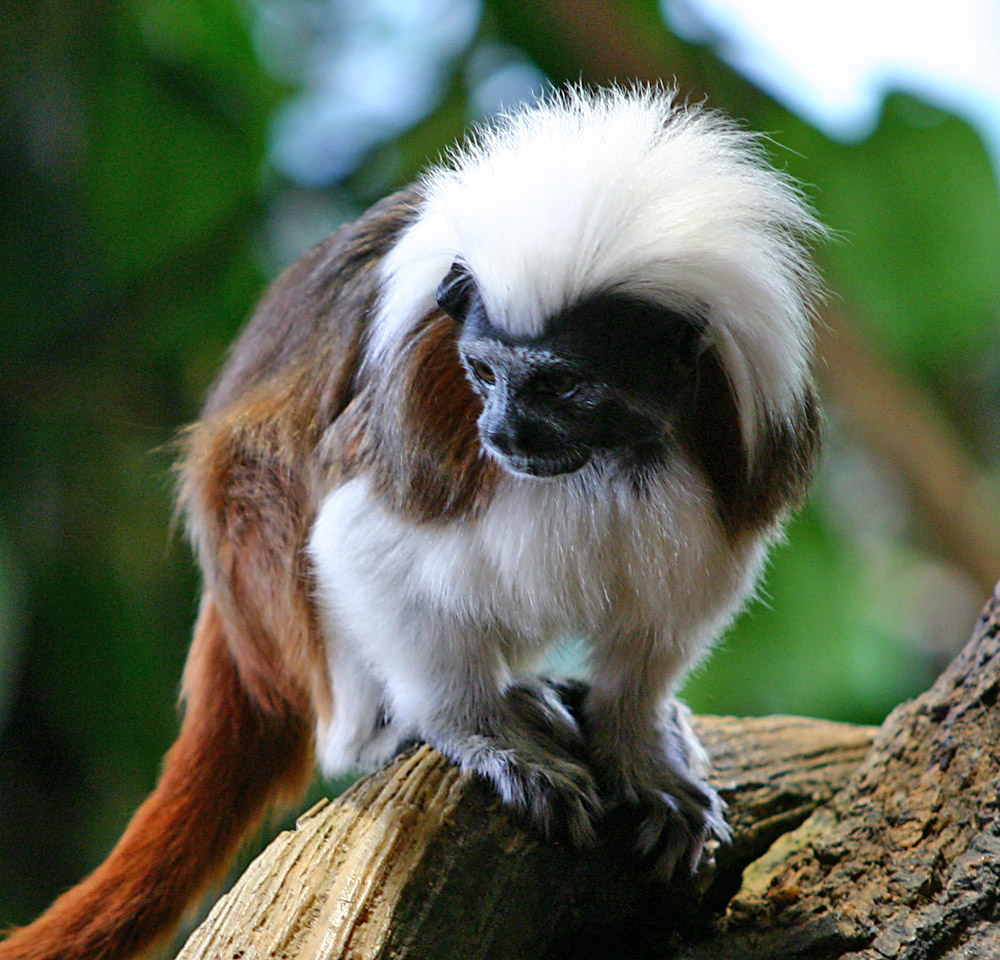 Lisztaffe (Saguinus oedipus)