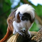 Lisztaffe (Saguinus oedipus)