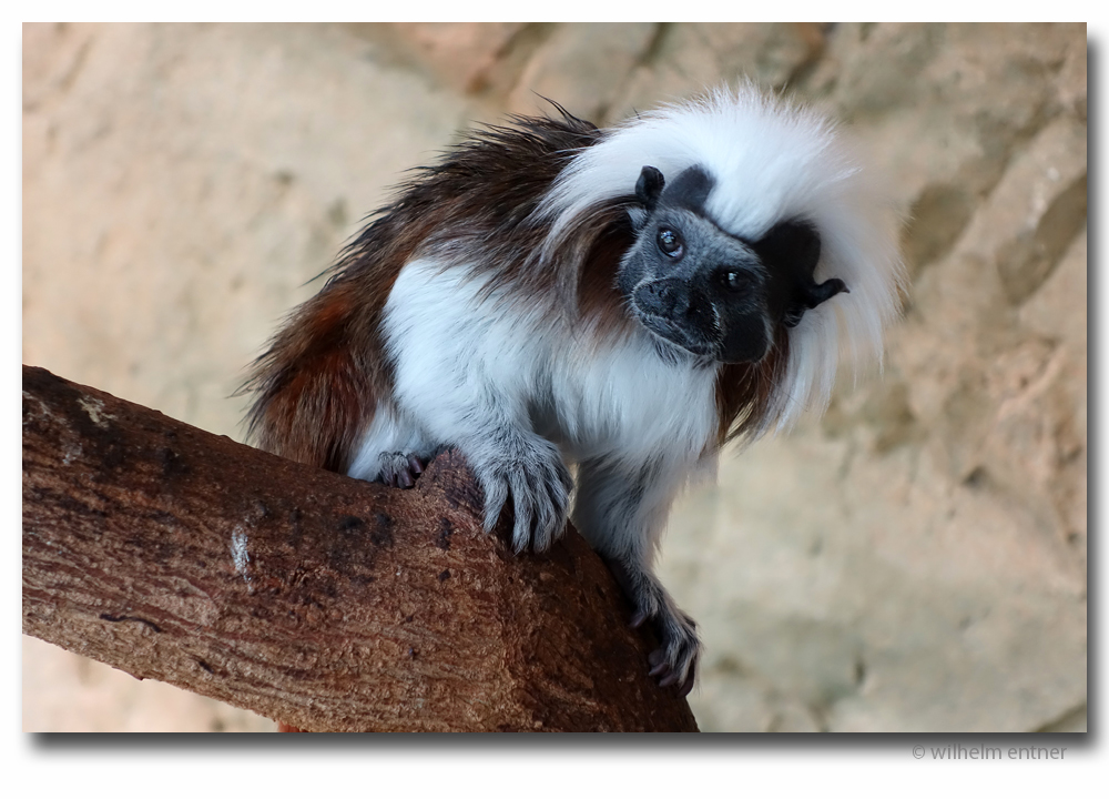 Lisztaffe (Saguinus oedipus)