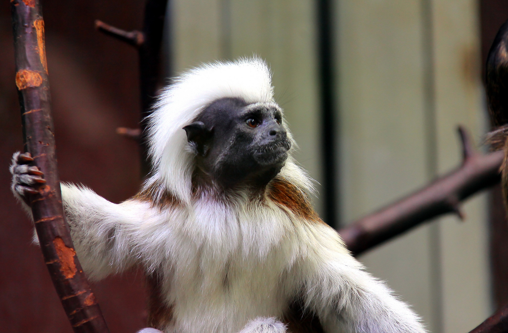 Lisztaffe, Saguinus oedipus, Mannheim, Germany,  Tier im Luisenpark