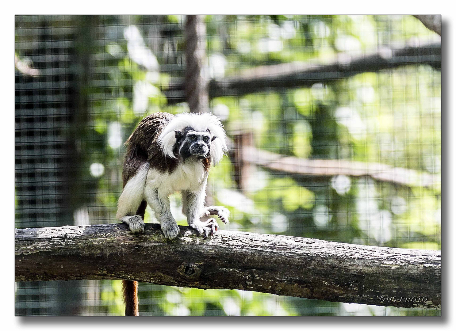 Lisztaffe ( Zoo Bs-Stöckheim) 