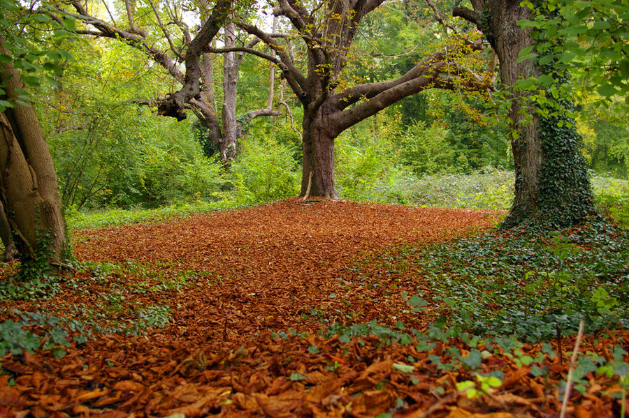 lit de feuilles mortes