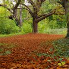 lit de feuilles mortes