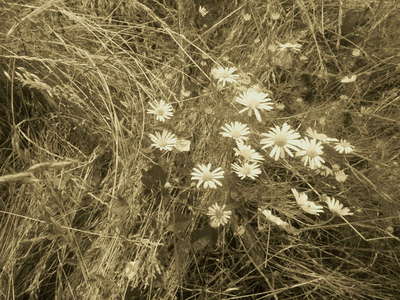 lit de marguerites