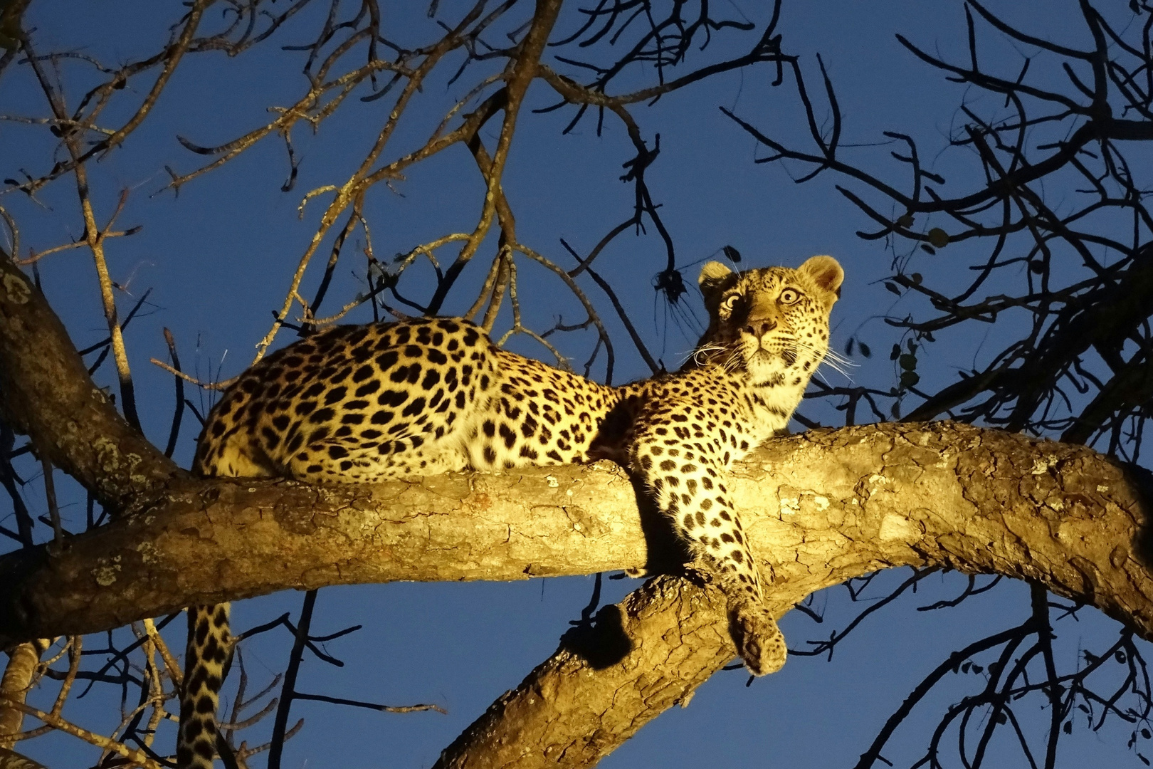 LIT-Leopard in tree...