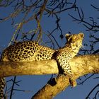 LIT-Leopard in tree...