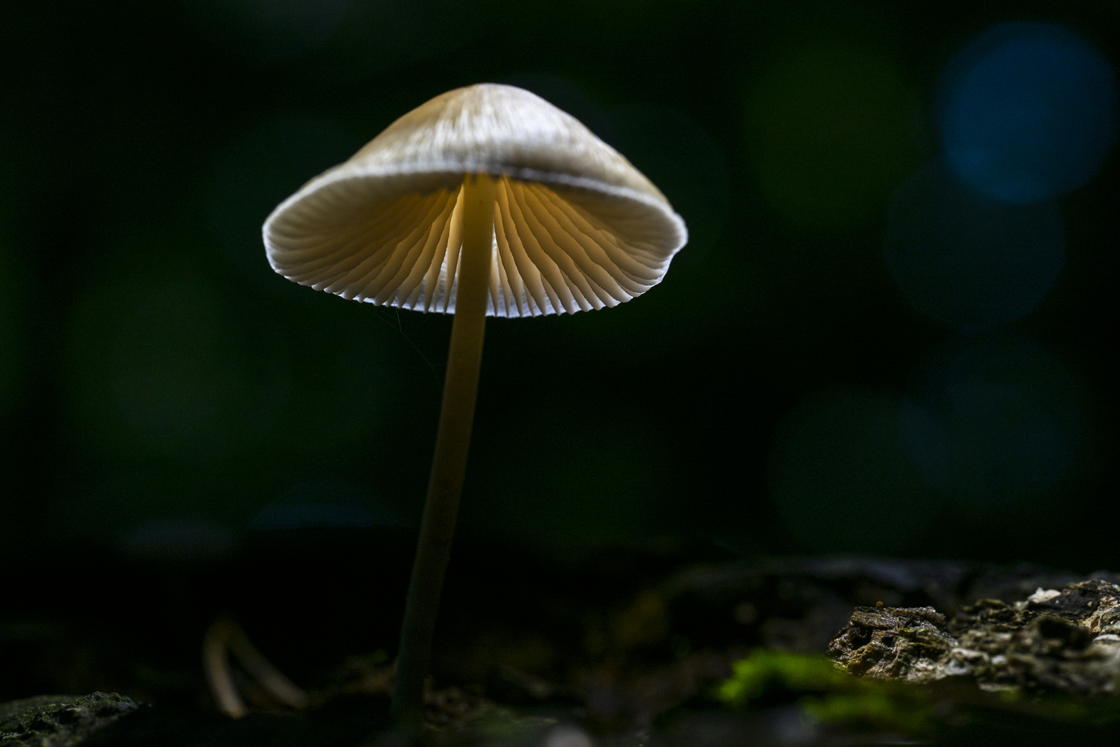 lit up fungi world 