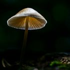 lit up fungi world 