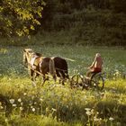 Litauen: Mähen mit " 2 PS" - mehr Blumen als Gras...