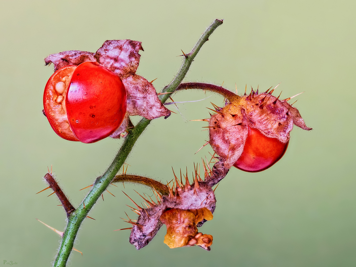 Litchi Tomate