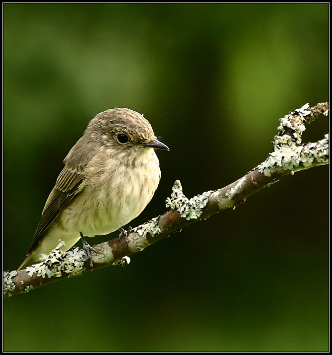 Liten fågel