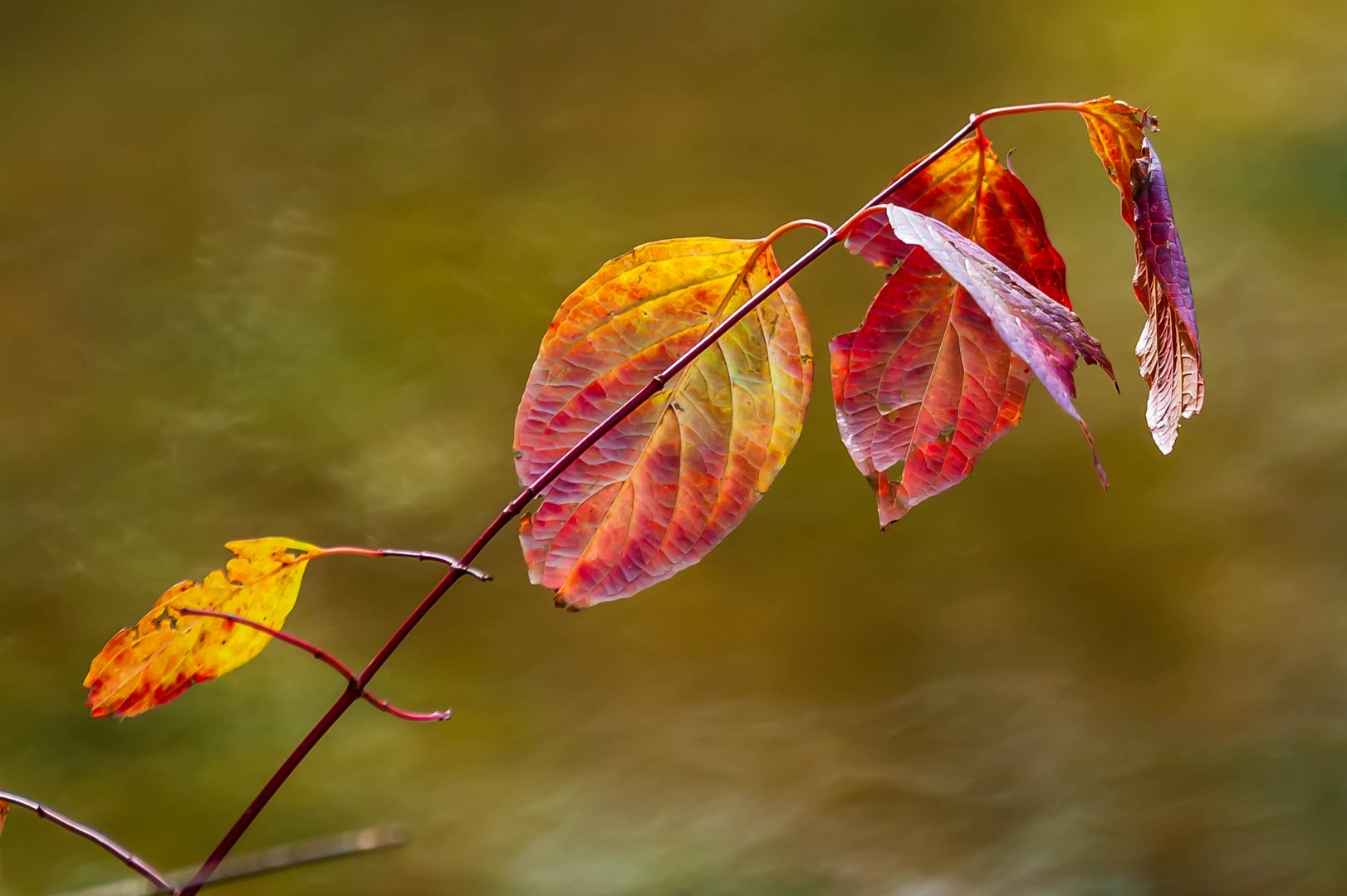 "Literally, Out On A Limb"