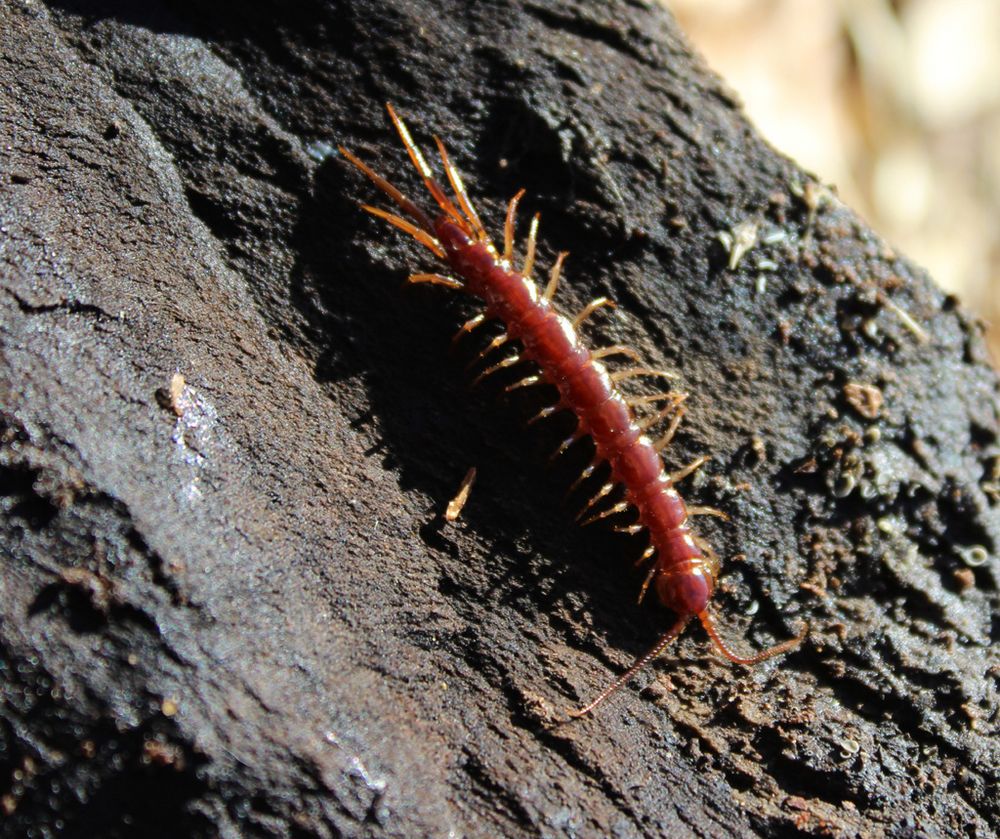 Lithobius crassipesSteinläufer ? Foto & Bild natur, insekten, tiere Bilder auf