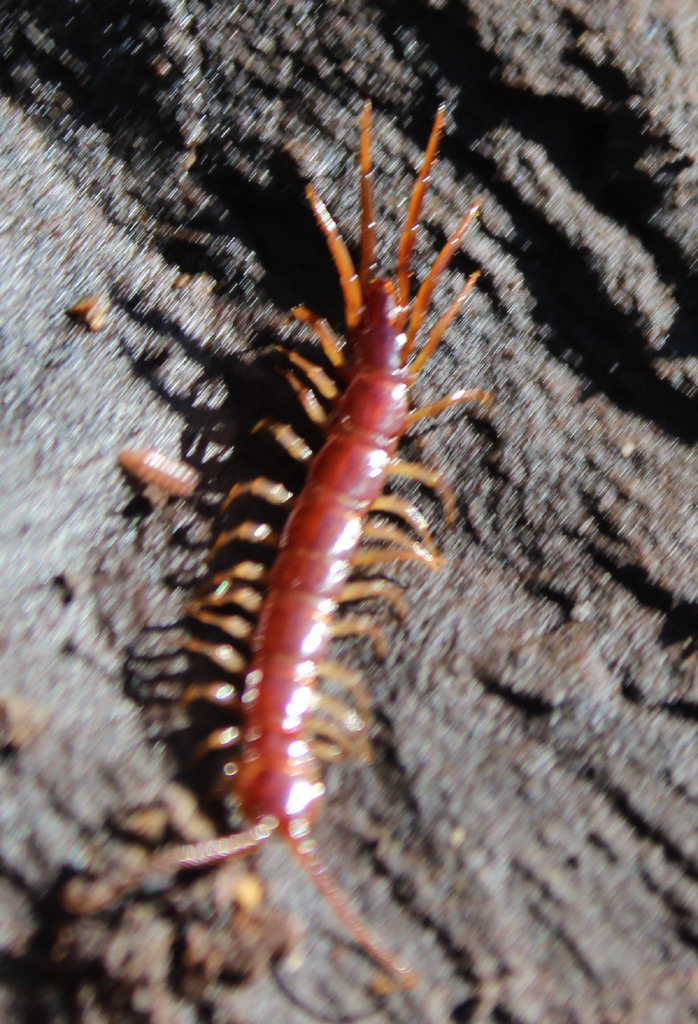 Lithobius crassipesI-Steinläufer  