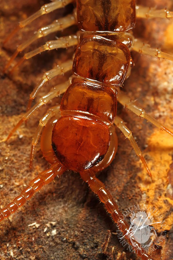 Lithobius forficatus