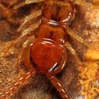 Lithobius forficatus