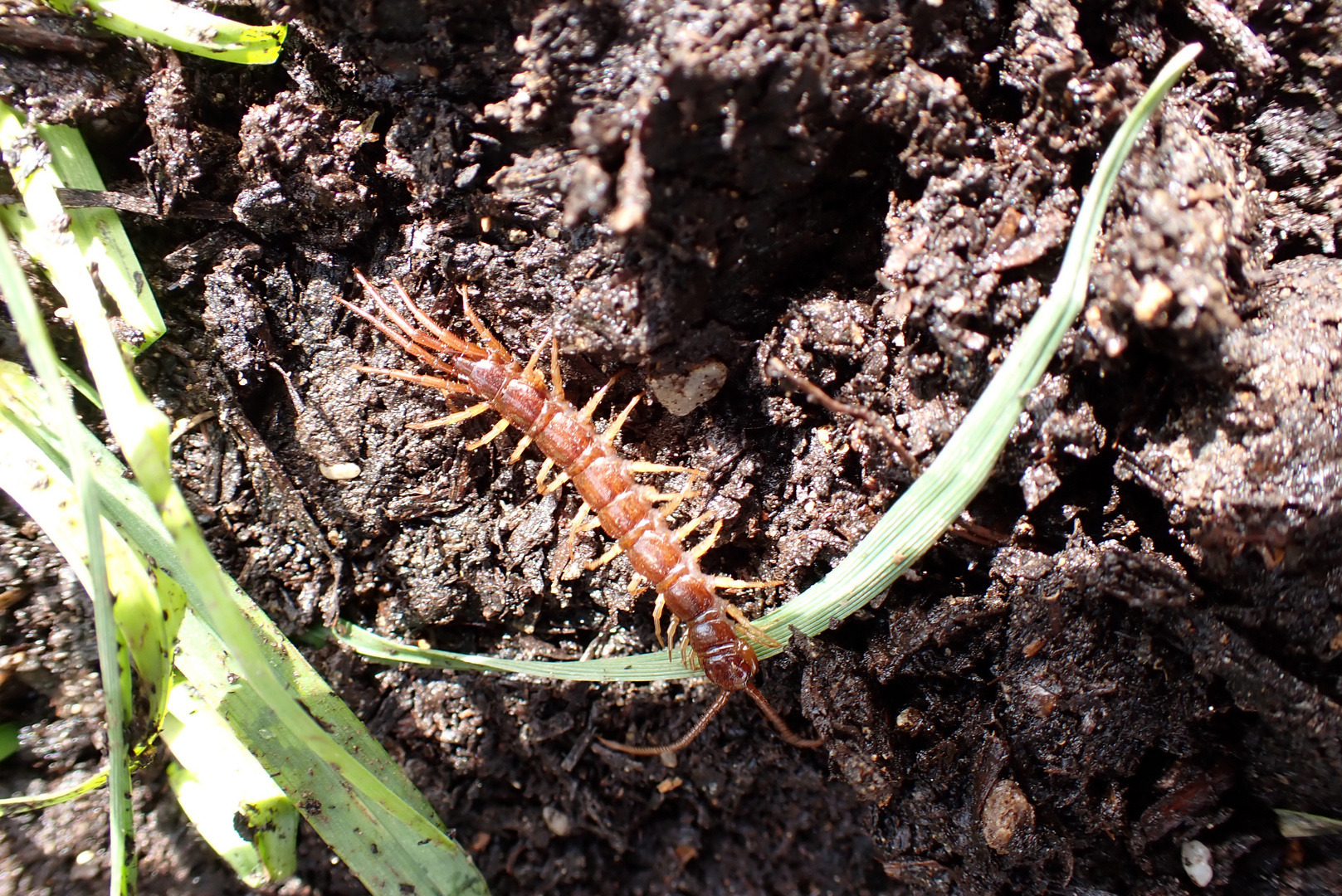 Lithobius forficatus