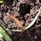 Lithobius forficatus