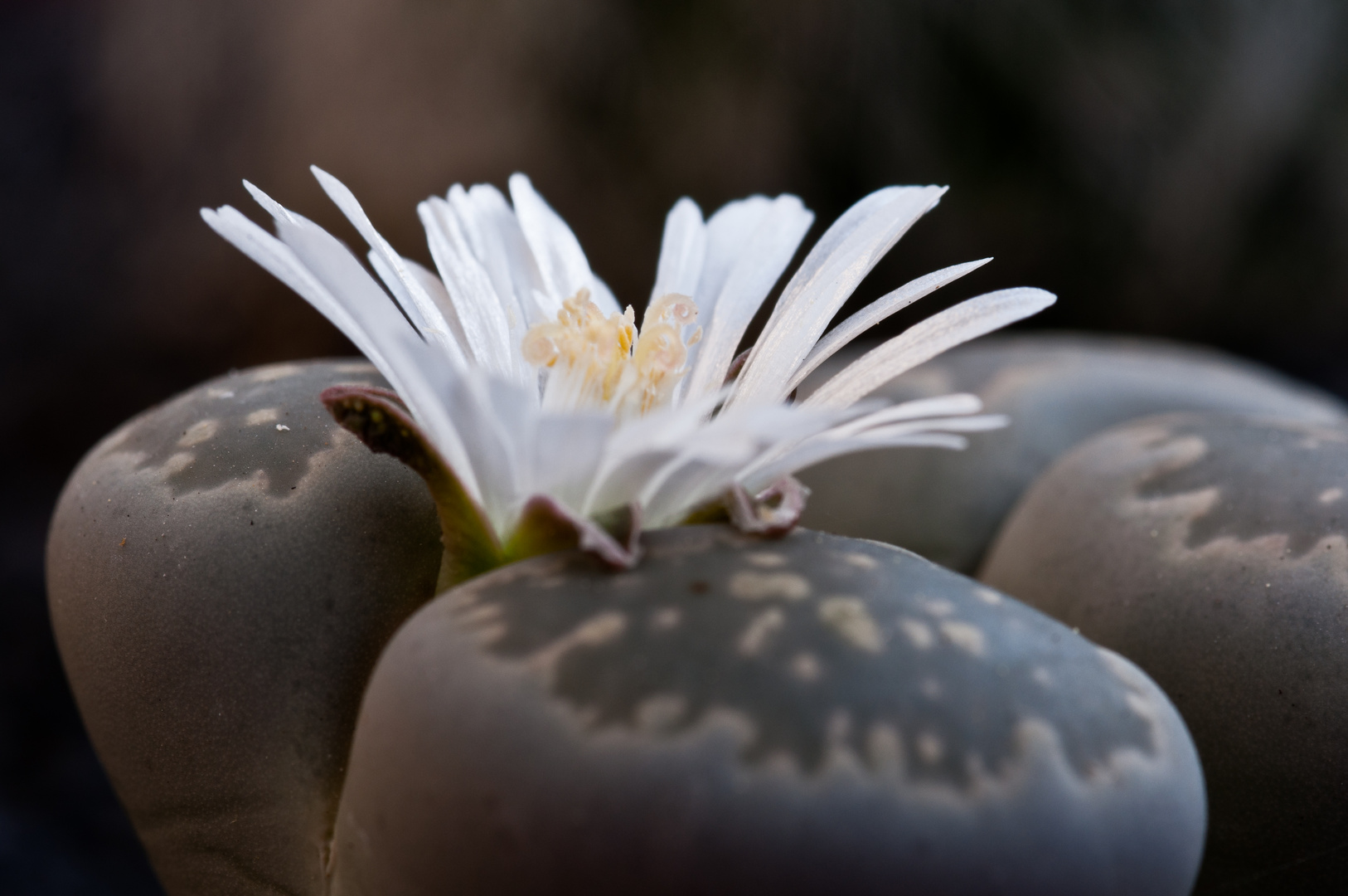 Lithops