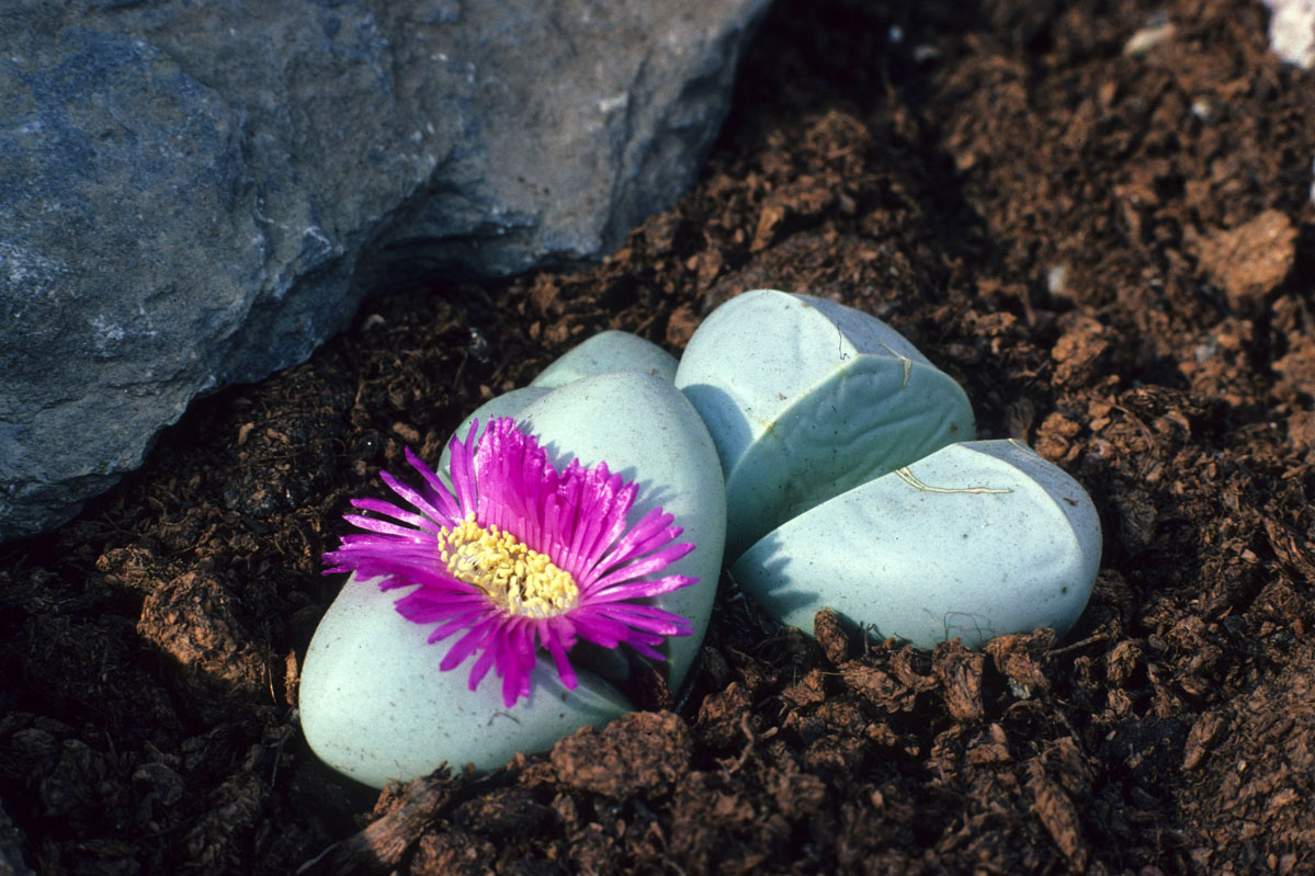 Lithops Argyroderma roseum,