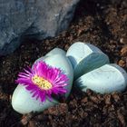 Lithops Argyroderma roseum,