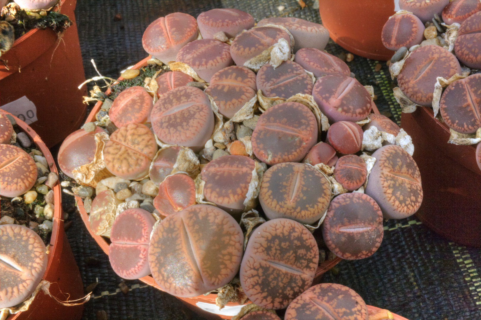 Lithops