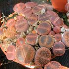 Lithops